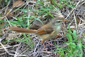 Roestflankprinia - Prinia subflava